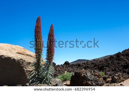 red Tajinastes in bloom, in the Teide National Park, on the island of Tenerife, Canary Islands