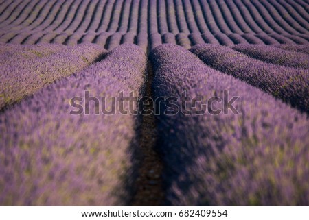 Provence field of lavender