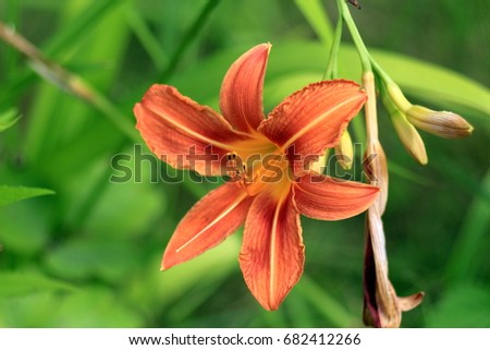 beautiful orange daylily