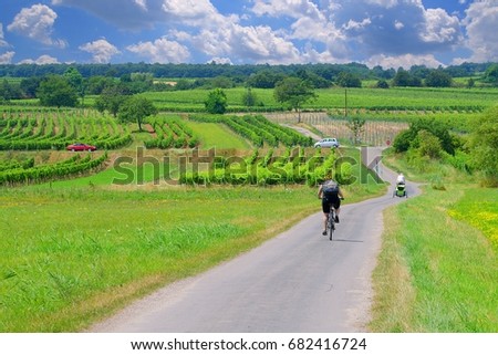 Bicycle path surrounded by vineyards at Neusiedl lake, Morbisch, Austria. Royalty-Free Stock Photo #682416724
