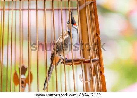 Red-Whiskered bulu is a kind of bird in Bird cage made of wood Artisan handmade trapped, it is very wellk now in the south of Thailand.