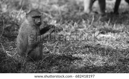 Young baboon taken in the forest of Manyara national park Tanzania, Black and white