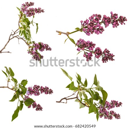 Blooming lilac flowers. Isolated on white background. Set