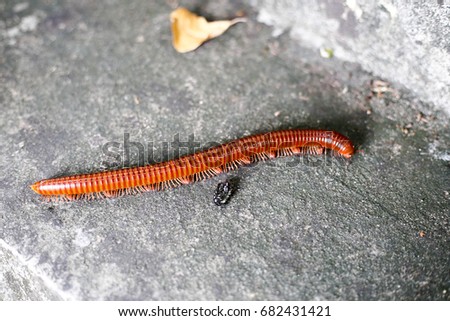 Centipede 