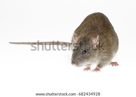 brown rat isolated Royalty-Free Stock Photo #682434928