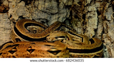 coiled constrictor snake