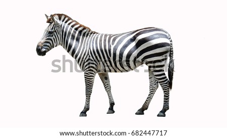 Zebra black and white color isolated in side view.