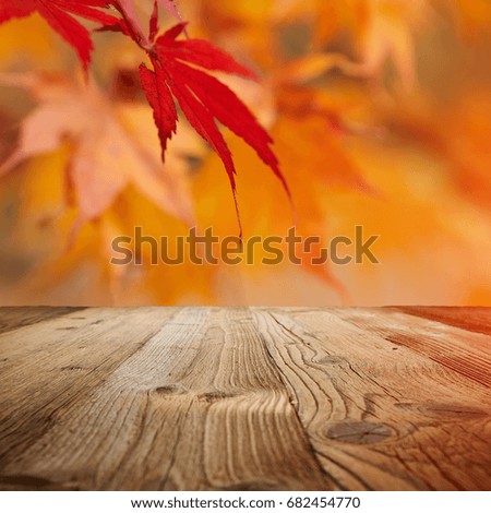 autumn background, fall leaf concept
