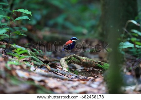 Blue-headed pitta (Hydrornis baudii) male in Danum Valley, Sabah, Borneo, Malaysia Royalty-Free Stock Photo #682458178