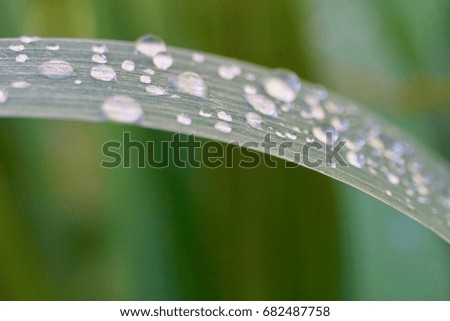  macro water drops on a leaf