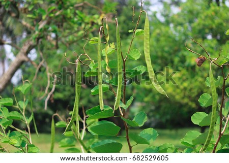 Lamtoro (Parkia speciosa) plant in the garden Royalty-Free Stock Photo #682529605