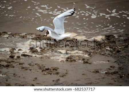 Black headed gull catching a sand worm on the mudflat of a river estuary. 