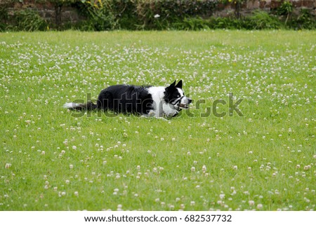 A black and white border collie dog waiting to be called.