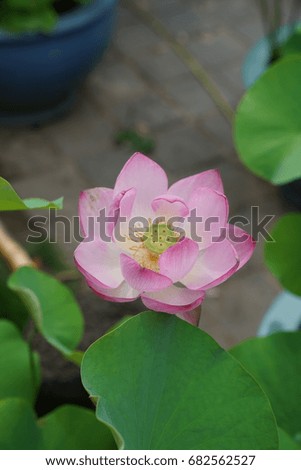 This is a picture of a lotus flower.