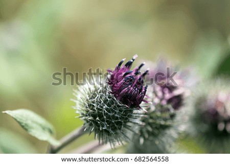 Semi-blooming thistle on a green background