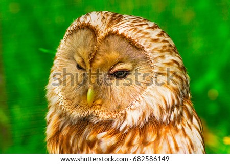 Tawny Owl macro