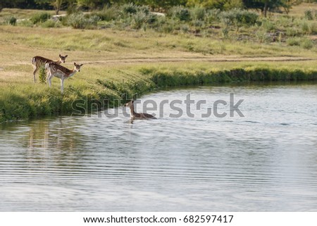 Fallow deer in water