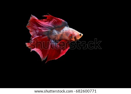 Thailand betta fish isolated on black background.