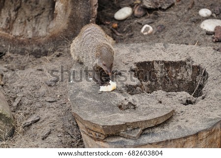 Mongoose eats the prey