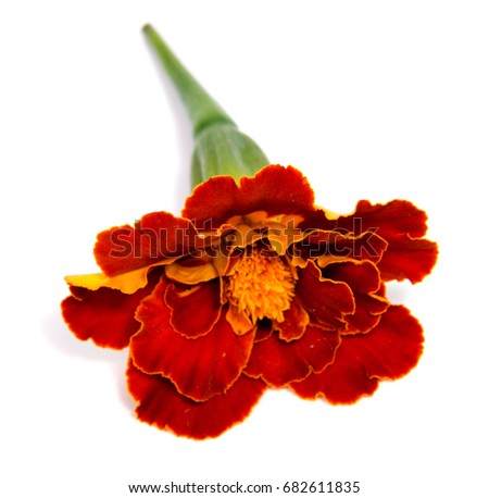flower orange marigold isolated on white background