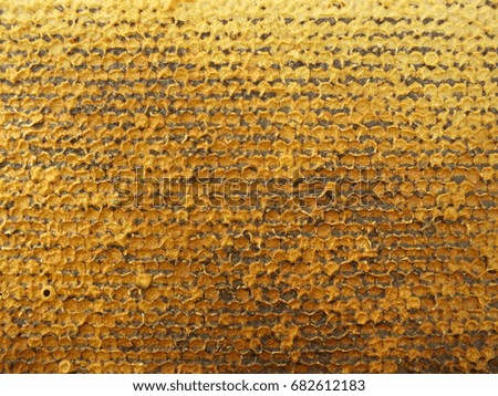 Honeycomb full of honey. Golden sweet texture