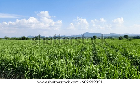 Corn farm with bright sky