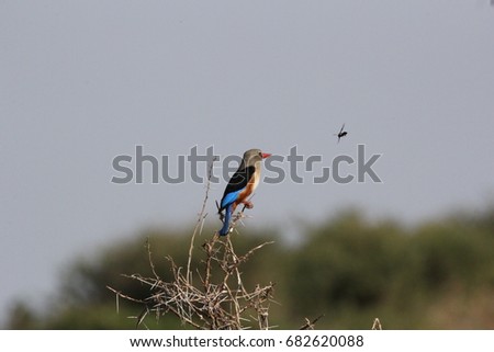 Kingfisher looking an insect which flying around him. Picture from Serengeti national park, Tanzania