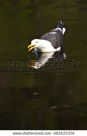 herring seagull swimming in a lake with a reflection in the water, Bergen, Norway