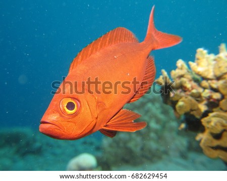 Bigeye Fish swimming in the Red Sea, Dahab, Egypt