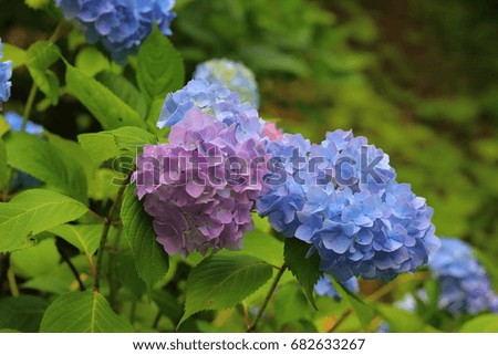 Beautiful blue color and purple hydrangea