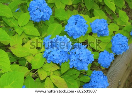 A beautiful blue hydrangea