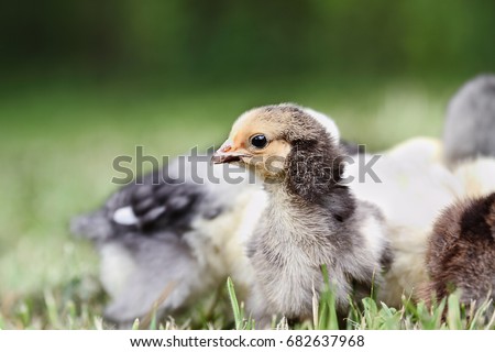 Baby Buff Brahma chick free ranging with other mixed chicks outdoors in the grass. Extreme shallow depth of field with selective focus on Brahma's face. 