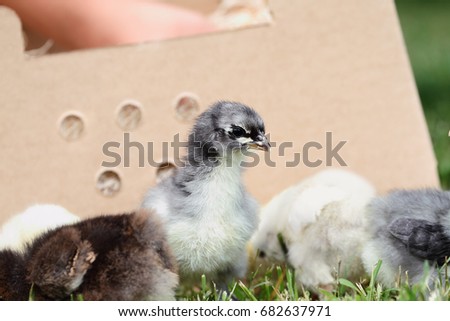 Mail ordered baby Blue Cochin chick beside a packing box. Extreme depth of field with selective focus on the little chick in foreground. 