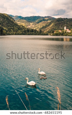 Swans in Bled Lake