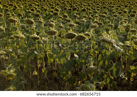 natural sunflower farmed fields aerial view landscape with drone