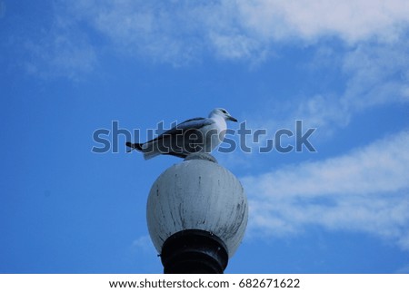 Seagull On Lamp Post On A Beautiful Summer Day By Beach / Ocean