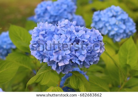 Blue beautiful hydrangea flower