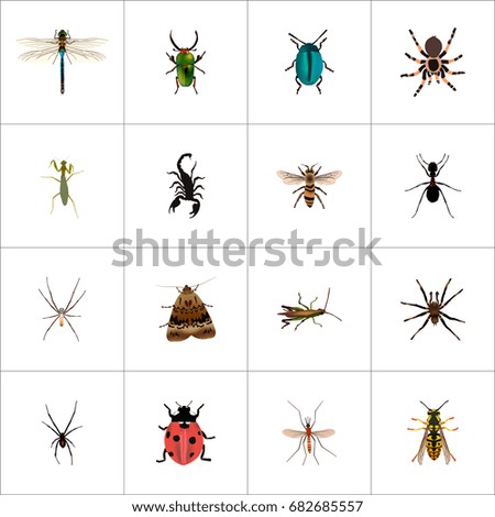 Realistic Poisonous, Grasshopper, Arachnid And Other Vector Elements. Set Of Insect Realistic Symbols Also Includes Ladybug, Fly, Alive Objects.