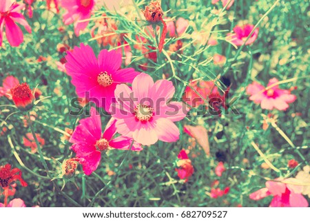 Retro Pink and yellow cosmos flowers in garden.