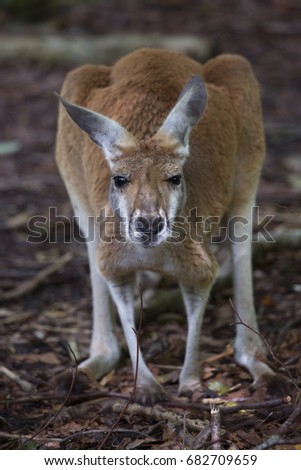 Red kangaroo, macropus rufus, looking face front