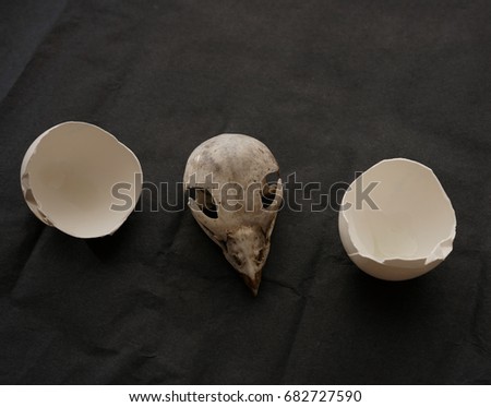 bird skull skeleton between  two pieces of white  broken egg. isolated on black background. life and dead idea, sign, symbol , concept                        i    