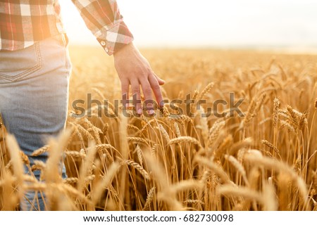 Farmer touching his crop with hand in a golden wheat field. Harvesting, organic farming concept Royalty-Free Stock Photo #682730098
