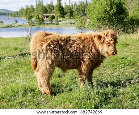 Scottish highland calf on pasture