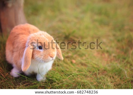 Little decorative rabbit is walking on a green grass outdoors. Cute brown bunny in the meadow. Warm filter on photo, blurry nature background. Copy space. Concept for Care for pets, easter bunny. 