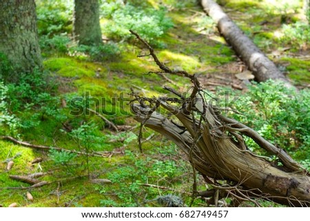Photography of european forest with old trunk in the foreground. Nice image with trees.