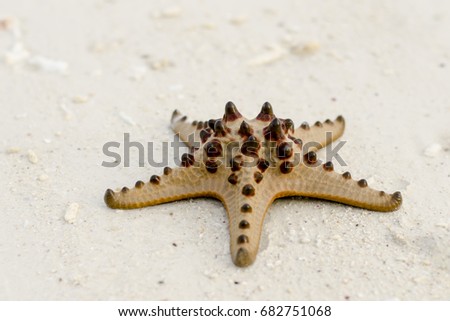 Photo with shallow depth of field of a brown starfish on white sand positioned in the right lower part of the picture with focus on one of its spiny arms, captured during holiday in the Philippines.