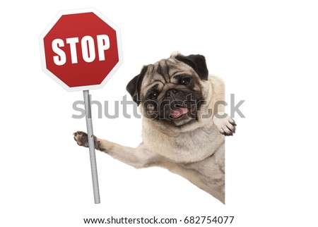 smiling pug puppy dog holding up red traffic stop sign, isolated on white background