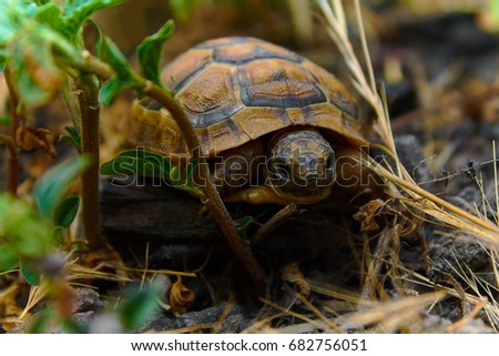 Young little turtle closeup in nature environment. Baby turtle in the grass and leaves