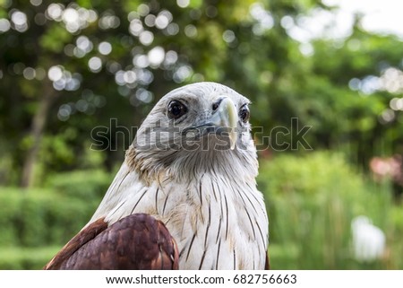 Red wing color hawk. / Hawk's face with green forest background. / Red Hawk Close Up. / Eagle, falcon. / The brahminy kite (Haliastur indus) or the red-backed sea-eagle in Thailand