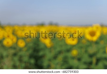Sunflower in the open field, July afternoon